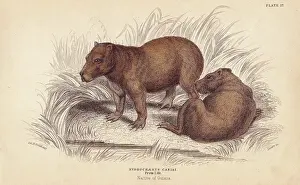 Capybara: Capybara, Hydrochoerus hydrochaeris