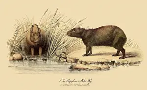 Lizars: Capybara, Hydrochoerus Hydrochaeris