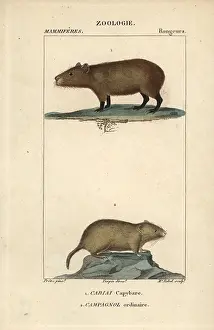 Capybara: Capybara, Hydrochoerus hydrochaeris, and common