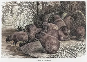 Capybara: CAPYBARAS