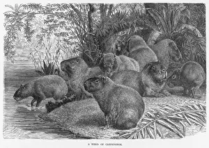 Capybara: CAPYBARAS
