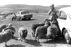 Car drivers with sheep on a country road