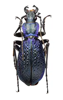 Carabus: Carabus intricatus, blue ground beetle