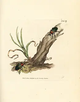 Carabus: Carabus nitens beetle
