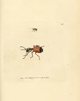 Carabus: Carabus rotundicollis beetle