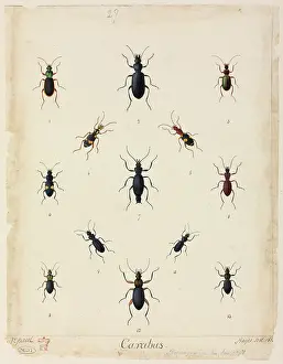 Comparative: Carabus sp. beetles