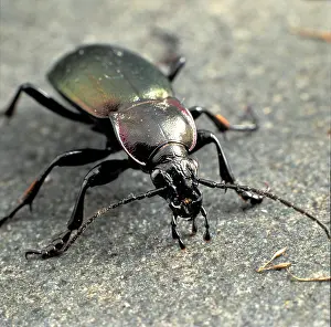 Iridescent: Carabus violaceus, violet ground beetle