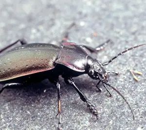 Carabus: Carabus violaceus, violet ground beetle
