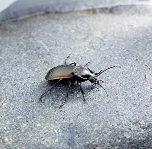 Carabus: Carabus violaceus, violet ground beetle