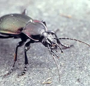 Carabus: Carabus violaceus, violet ground beetle