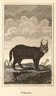 Caracal: Caracal