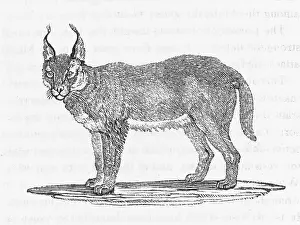 Caracal: CARACAL (BEWICK)