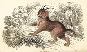 William Rhind: Caracal, Caracal caracal
