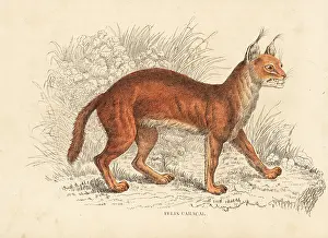 Bildersaal: Caracal, Caracal caracal