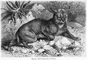 Bats: CARACAL (LYDEKKER)