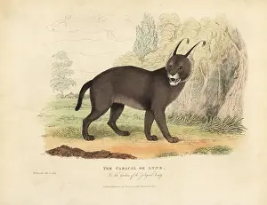 Smellie: The Caracal or Lynx