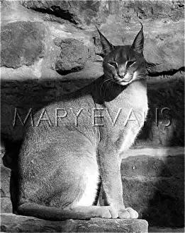 Reddish: CARACAL LYNX CAT