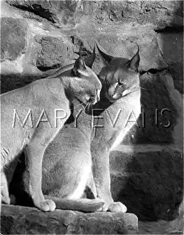 Reddish: Caracal Lynx cats