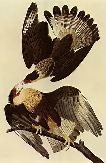 Caracara: Caracaras