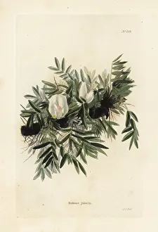 Jubata: Caragana jubata