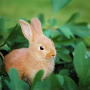 Caramel: Caramel Colored Baby Rabbit
