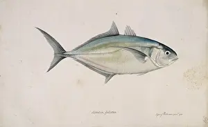 Carangidae: Carangoides crysos, blue runner