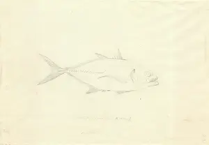 1754 1794: Caranx hippos, Crevalle jack