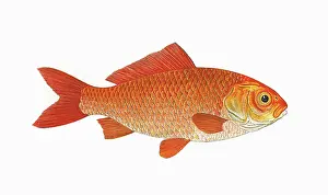 Goldfish: Carassius auratus auratus, or Goldfish