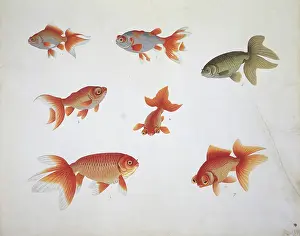 Goldfish: Carassius auratus, carassin