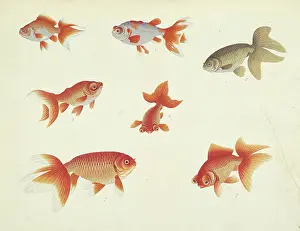 1758: Carassius auratus (Linnaeus, 1758)