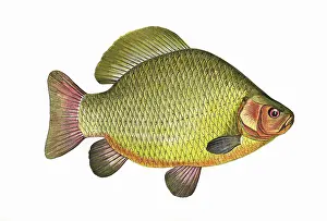 Carp: Carassius carassius, or Crucian Carp