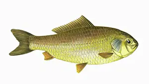 Carp: Carassius gibelio, or Prussian Carp