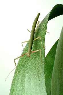 Phasmid: Carausius morosus, Indian stick insect