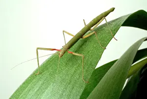 Phasmid: Carausius morosus, Indian stick insect