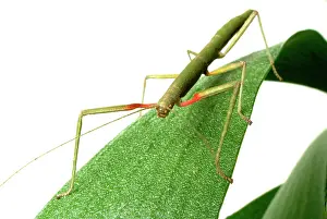 Phasmid: Carausius morosus, Indian stick insect