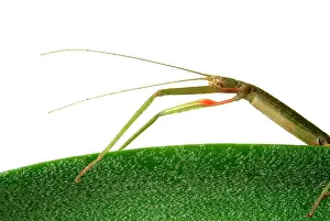 Phasmid: Carausius morosus, Indian stick insect
