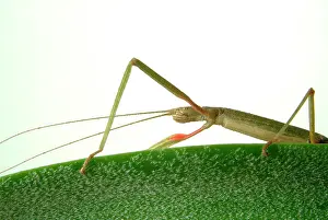 Phasmid: Carausius morosus, Indian stick insect