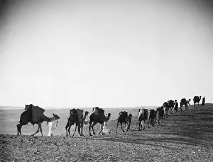 Camels: Caravan in the desert, 1933