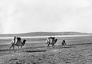 Knorr: Caravan of dromedarys in Turkey, 1960s