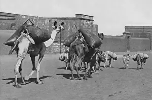 Donkeys: Caravan in Iraq, 1927