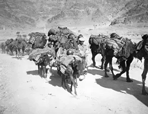 Donkeys: Caravans in Afghanistan, 1933
