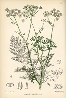 Cumin: Caraway, Carum carvi