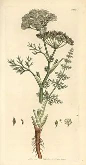 Cumin: Caraway, Carum carvi