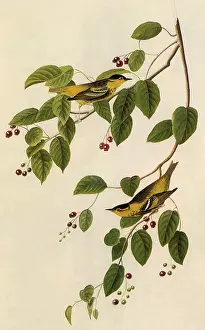 Warbler: Carbonated Warbler, Dendroica carbonata