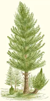 Paleontological: Carboniferous Calamites, Illustration