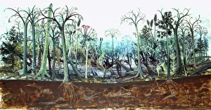 Palaeozoic: Carboniferous coal forest
