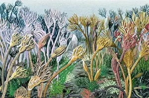 Palaeozoic: Carboniferous crinoid garden