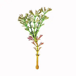 Cone: Carboniferous period horsetail tree
