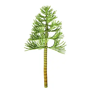 Conifer: Carboniferous pine tree