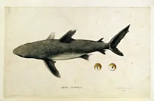 Elasmobranchii: Carcharhinus sp